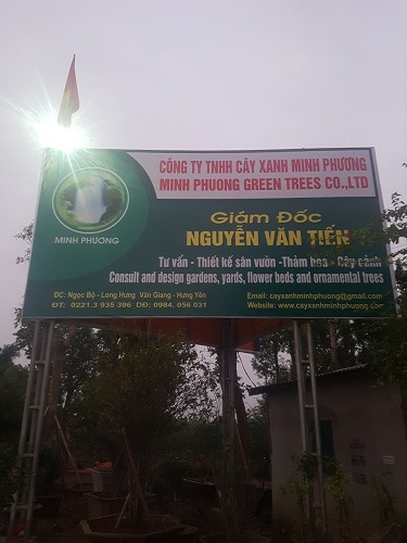 Hình ảnh công ty Minh Phương - Cây Xanh Minh Phương - Công Ty TNHH Cây Xanh Minh Phương