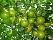 Nông Sản Kim Hằng Lục Ngạn – Công Ty Cổ Phần Công Nghệ Nông Nghiệp Hữu Cơ Kim Hằng Lục Ngạn