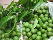 Nông Sản Kim Hằng Lục Ngạn – Công Ty Cổ Phần Công Nghệ Nông Nghiệp Hữu Cơ Kim Hằng Lục Ngạn