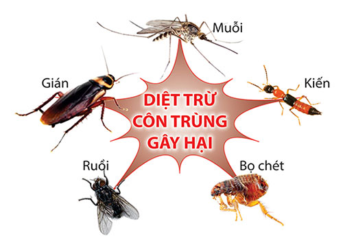 Dịch vụ diệt côn trùng - Vệ Sinh Công Nghiệp Tâm Thư Phát - Công Ty TNHH Tâm Thư Phát