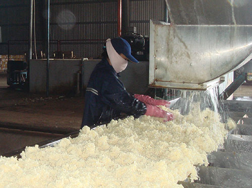 Chế biến mủ cao su