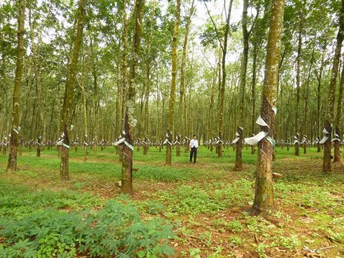 Đầu tư kinh doanh trên đất cao su