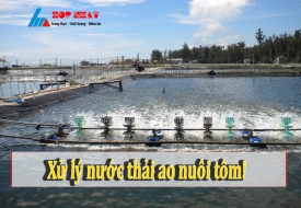 Xử lý nước thải ao nuôi tôm - Môi Trường Hợp Nhất - Công Ty Cổ Phần Xây Dựng Và Công Nghệ Môi Trường Hợp Nhất