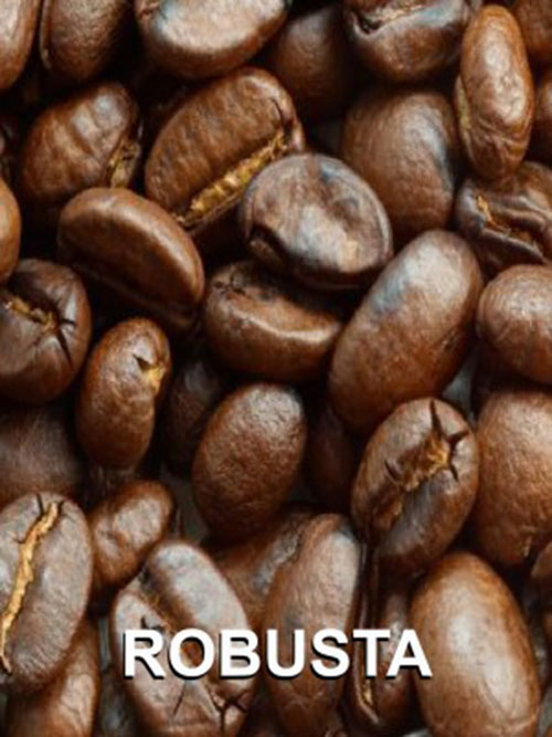 Hạt cà phê Robusta - Organic Coffee Bean - Công Ty TNHH Việt Nam Organic Coffee Bean