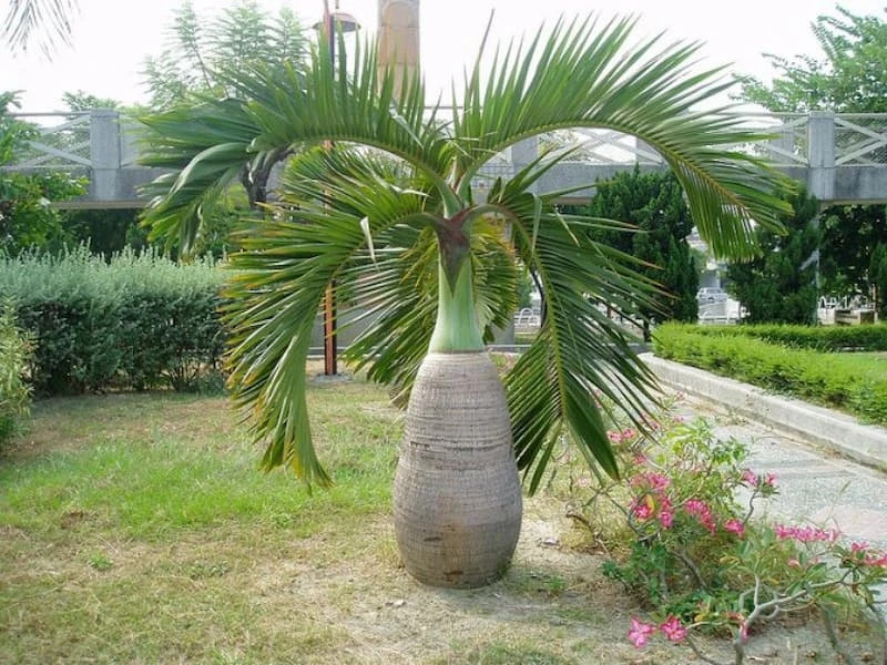 Cây cau lùn