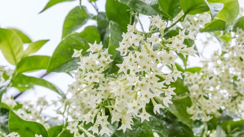 Cây hoa dạ hương