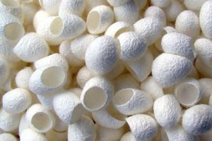Kén tơ tằm - Đồ Thủ Công Mỹ Nghệ Safimex - Công Ty Cổ Phần Safimex