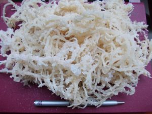 Tảo biển Spinosum - Đồ Thủ Công Mỹ Nghệ Safimex - Công Ty Cổ Phần Safimex