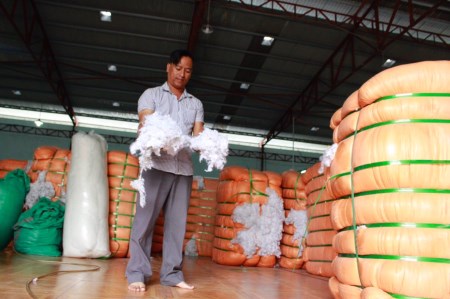 Bông gòn - Bông Gòn Bogo - Công Ty Cổ Phần Sản Xuất Thương Mại Bogo