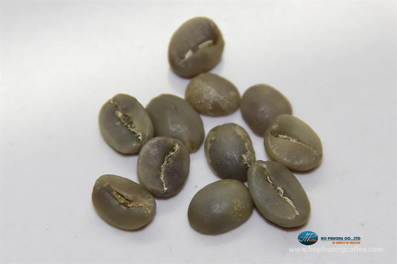 Arabica chế biến ướt