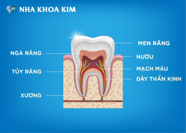 Điều trị tủy răng