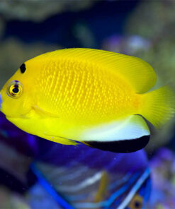 Cá Hoàng Yến – Flagfin Angelfish