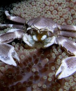 Porcelain Anemone Crab – Cua Hải Quỳ