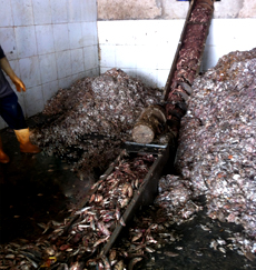 Sản xuất bột cá - Bột Cá Minh Phát Cà Mau - Công Ty TNHH Minh Phát Cà Mau