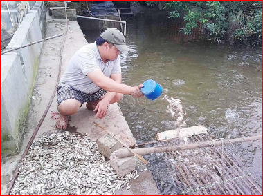 Sản xuất bột cá - Bột Cá Minh Phát Cà Mau - Công Ty TNHH Minh Phát Cà Mau