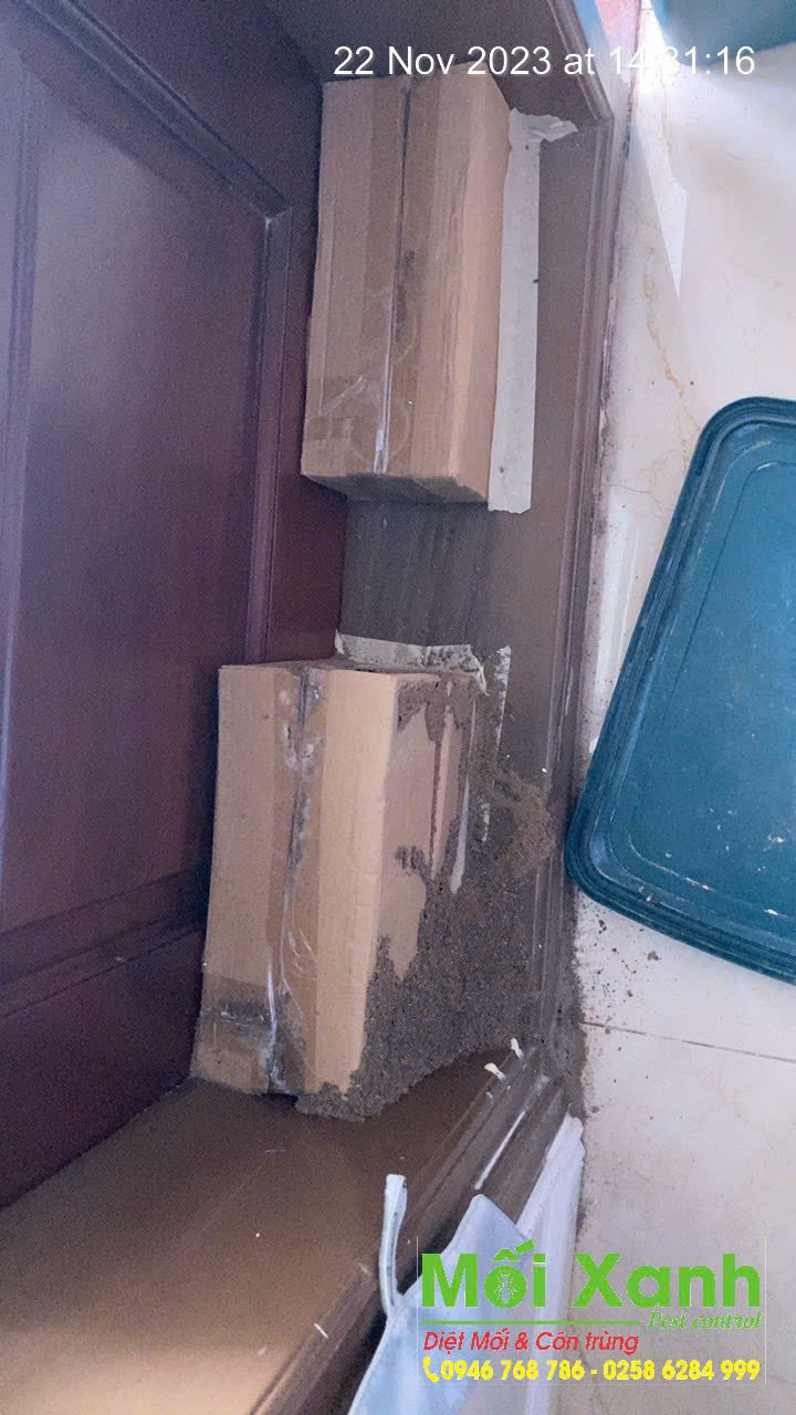 Dịch vụ diệt mối tận gốc