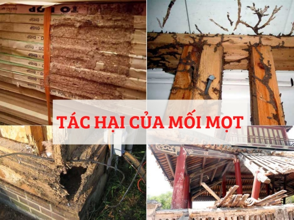 Dịch vụ diệt, khử trùng - Vệ Sinh Công Nghiệp Bảo Khang Phú Yên - Công Ty TNHH TMDV Bảo Khang Phú Yên