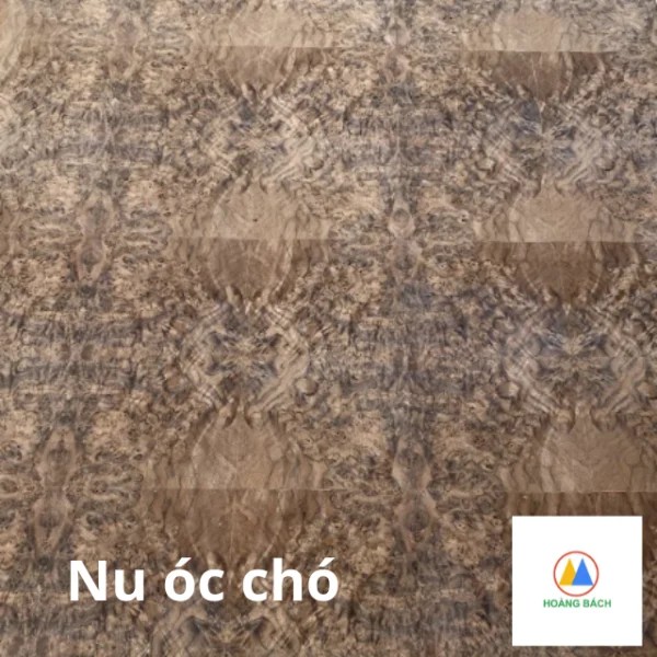 Nu óc chó