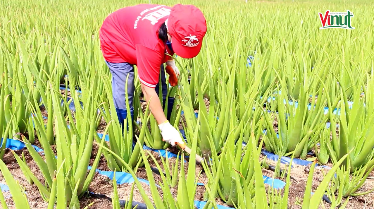 Hình ảnh vườn trái cây Công ty Nam Việt