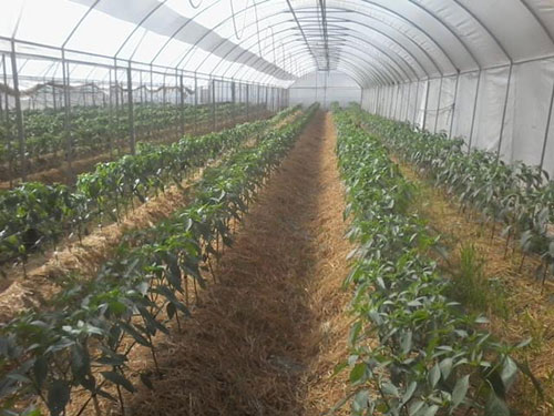 Mô hình trồng rau sạch - Nông Sản An Phú - Hợp Tác Xã Dịch Vụ Nông Nghiệp Tổng Hợp An Phú