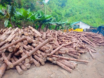 Gỗ các loại