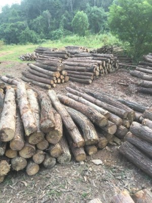 Gỗ các loại