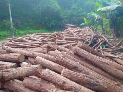 Gỗ các loại