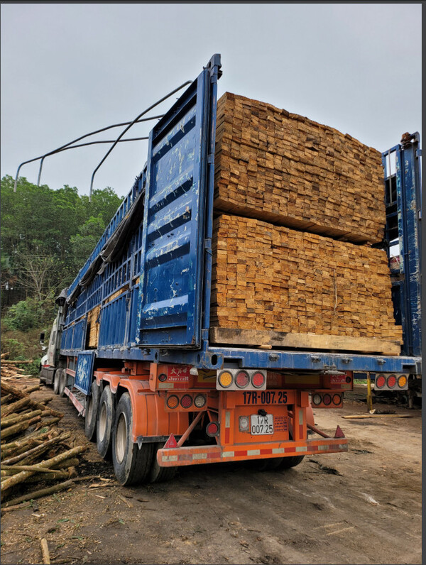 Gỗ thông xẻ sấy