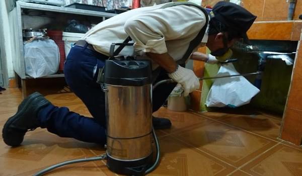 Dịch vụ diệt gián