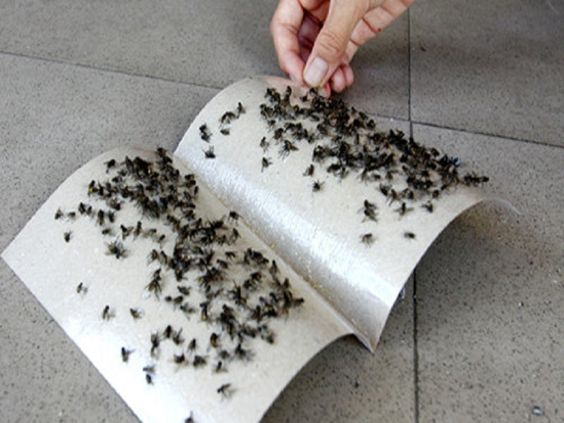 Dịch vụ diệt ruồi
