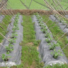 Màng phủ nông nghiệp - Công Ty TNHH SX TM DV Nhựa Thiên Phú An