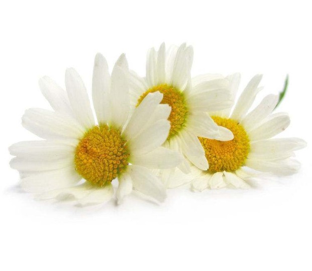 Hương hoa cúc