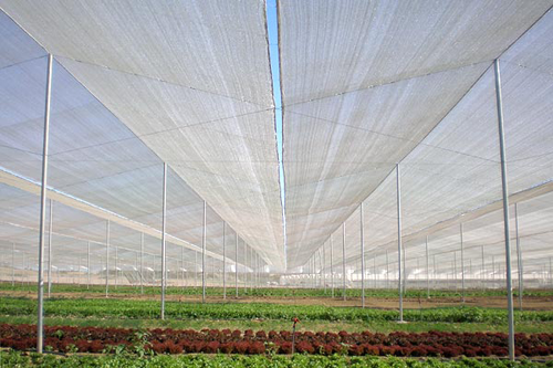 Lưới nông nghiệp - Lưới Kim Đại Tín - Công Ty Cổ Phần Dệt Kim Đại Tín