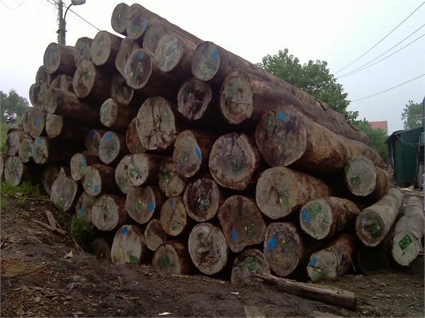 Gỗ dầu tròn