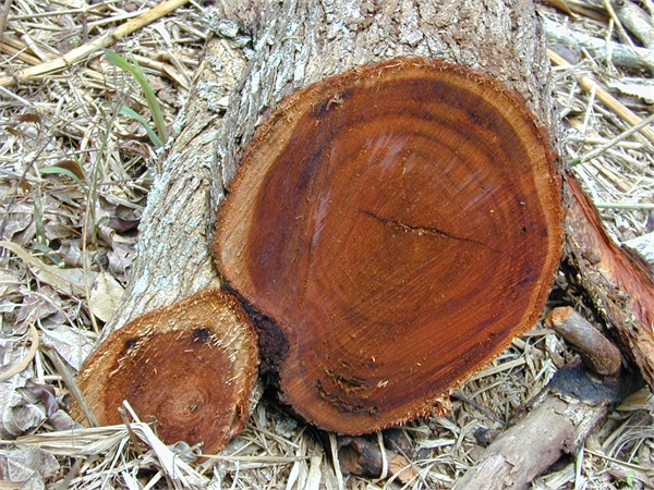 Gỗ tràm tự nhiên
