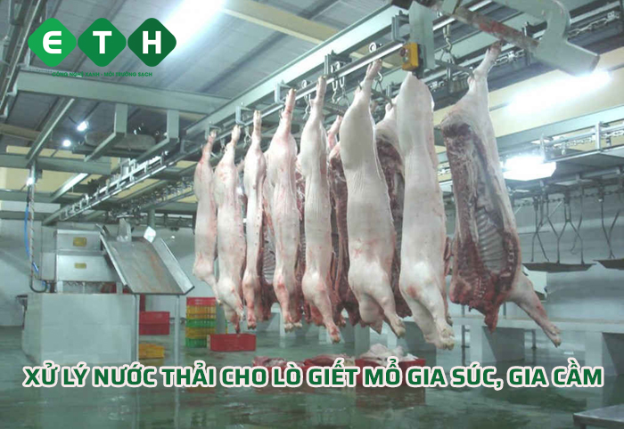 Xử lý nước thải lò giết mổ gia súc, gia cầm