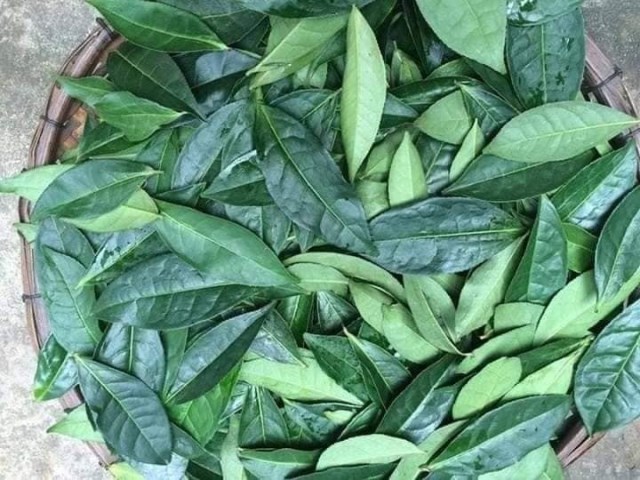 Trà Bancha