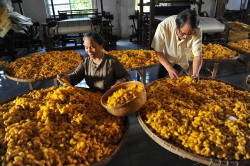 Thu hoạch kém tằm