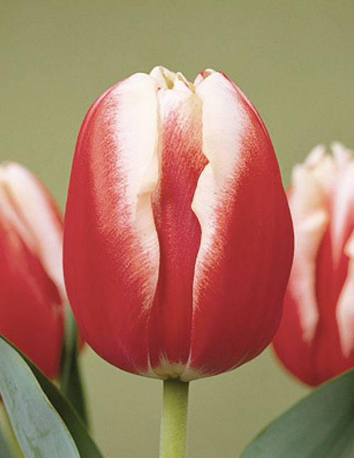 Hoa tulip - Cơ Sở Hoa Ly Của Người Việt