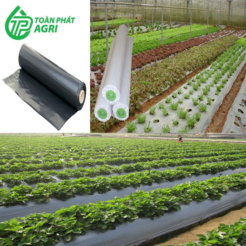 Màng che phủ nông nghiệp - Công Ty TNHH Sản Xuất Thương Mại Nông Nghiệp Toàn Phát