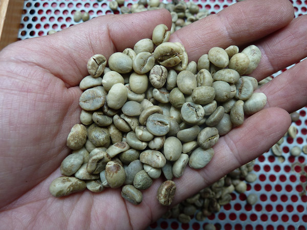 Hạt cà phê Robusta - Nông Sản Gia Vị Imtex - Công Ty Cổ Phần Xuất Nhập Khẩu Imtex Việt Nam