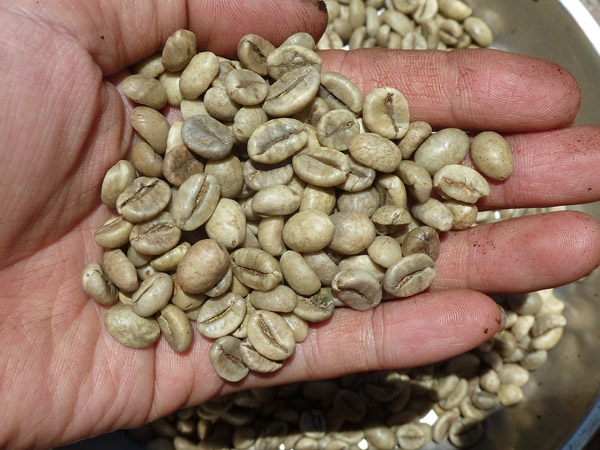 Hạt cà phê Robusta - Nông Sản Gia Vị Imtex - Công Ty Cổ Phần Xuất Nhập Khẩu Imtex Việt Nam