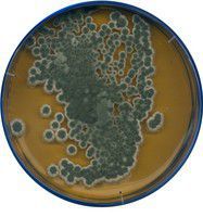 Malt extract agar for microbiology - Hoá Chất Phòng Thí Nghiệm An Phát - Công Ty TNHH Vật Tư Khoa Học An Phát