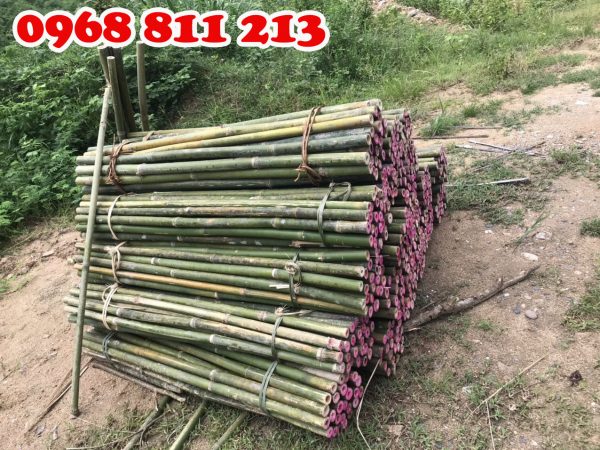 Cọc Tre Forbigsu – Công Ty TNHH Thương Mại Và Dịch Vụ Forbigsu Việt Nam