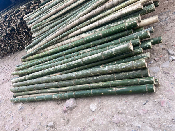 Cọc tre - luồng - Cọc Tre Lộc Phát - Công Ty TNHH Thương Mại Và Dịch Vụ Forbigsu Việt Nam
