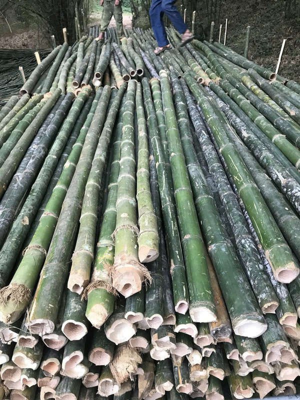 Cọc tre - luồng - Cọc Tre Lộc Phát - Công Ty TNHH Thương Mại Và Dịch Vụ Forbigsu Việt Nam