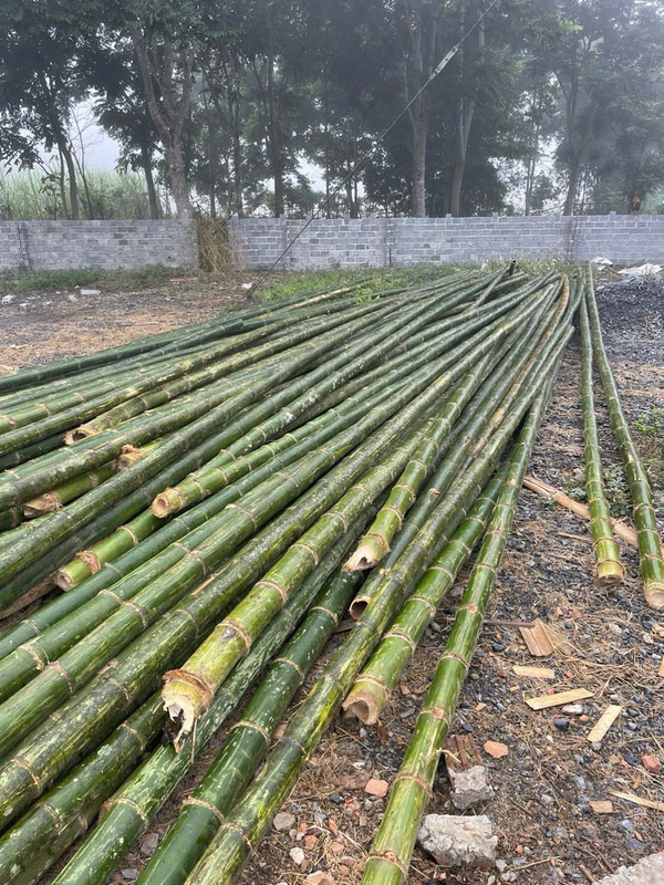 Cọc tre - luồng - Cọc Tre Lộc Phát - Công Ty TNHH Thương Mại Và Dịch Vụ Forbigsu Việt Nam