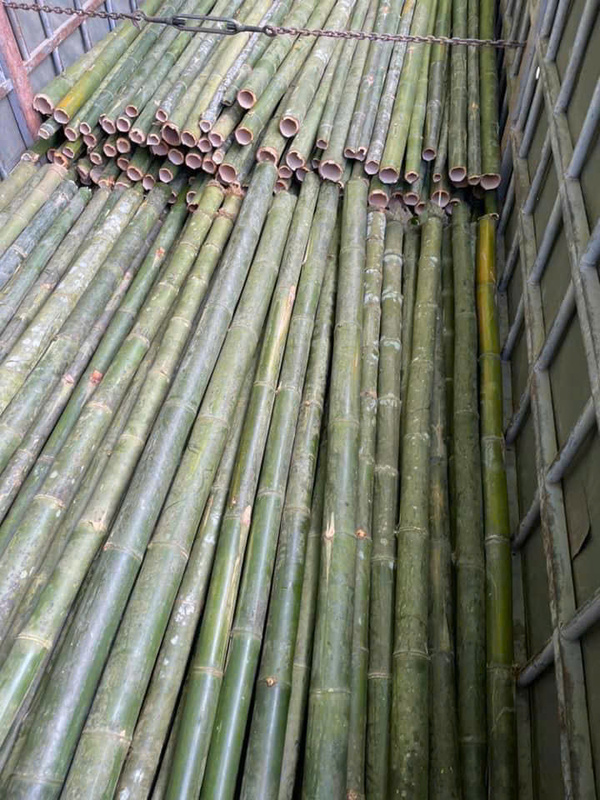 Cọc tre - luồng - Cọc Tre Lộc Phát - Công Ty TNHH Thương Mại Và Dịch Vụ Forbigsu Việt Nam