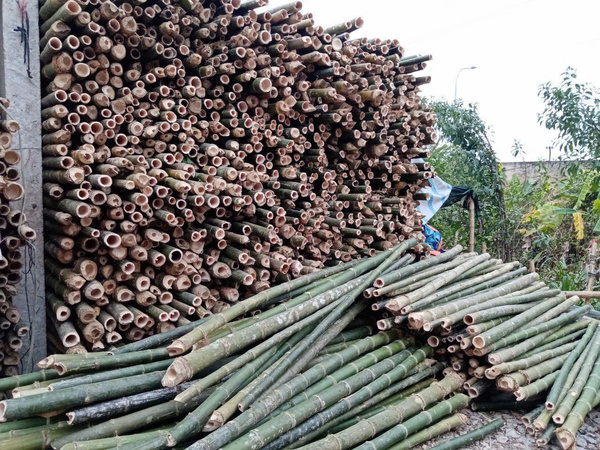 Cọc tre - luồng - Cọc Tre Lộc Phát - Công Ty TNHH Thương Mại Và Dịch Vụ Forbigsu Việt Nam