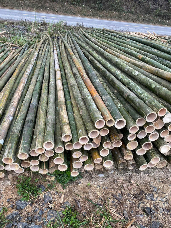 Cọc tre - luồng - Cọc Tre Lộc Phát - Công Ty TNHH Thương Mại Và Dịch Vụ Forbigsu Việt Nam